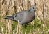 Stock Dove (Columba oenas) © Michele Lamberti