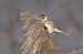 Bruant des roseaux (Emberiza schoeniclus) © Filippo Ferraioli