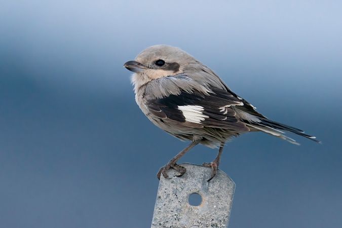 Averla maggiore beccopallido  - Moreno Nalin
