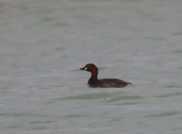 Tuffetto  - Werner Geiger