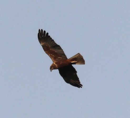 Falco di palude  - Werner Geiger