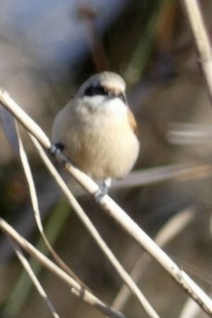 Pendolino  - Massimiliano Pidò
