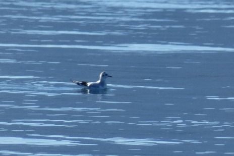 Gabbianello  - Massimiliano Pidò