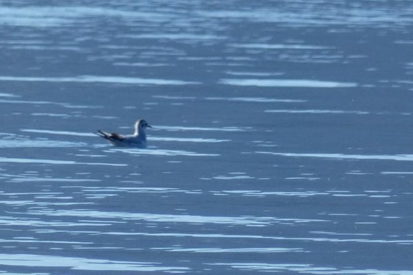 Gabbianello  - Massimiliano Pidò