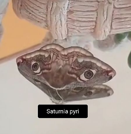 Heterocera sp.  - Giovanni Gambale