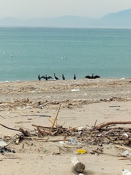 Cormorano  - Giovanni Gambale