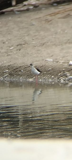 Cavaliere d'Italia  - Giovanni Gambale