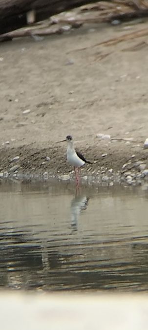 Cavaliere d'Italia  - Giovanni Gambale