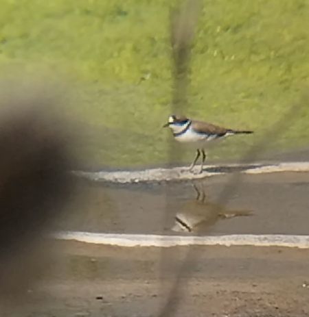 Corriere piccolo  - Giovanni Gambale