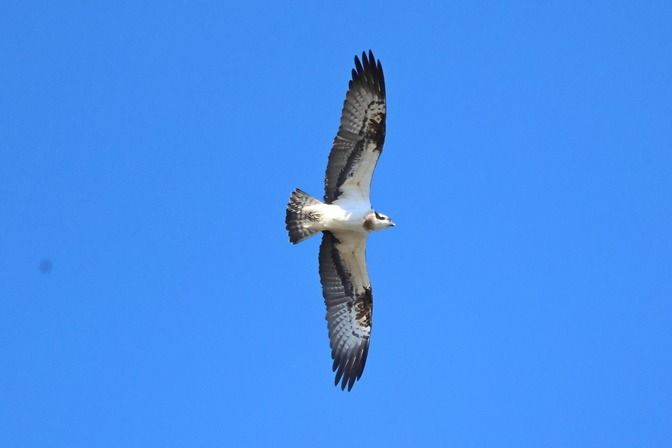Falco pescatore  - Giuseppe Colombo