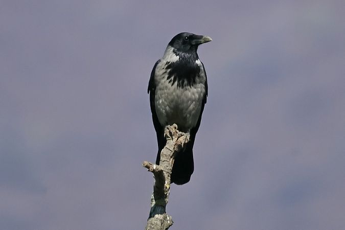 Cornacchia grigia  - Giuseppe Colombo