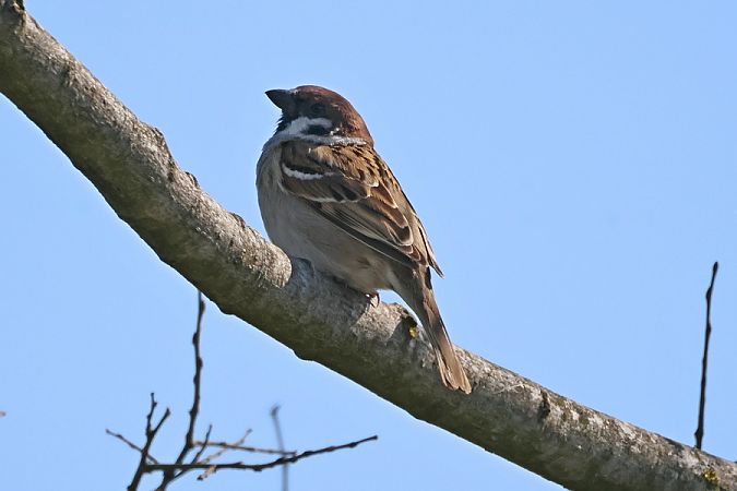 Passera mattugia  - Giuseppe Colombo