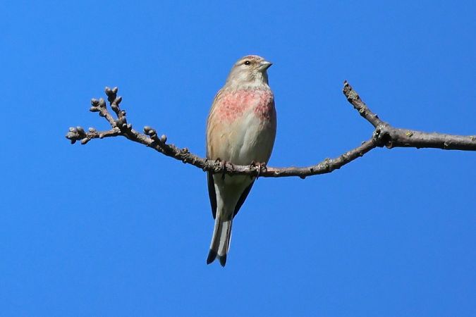 Fanello  - Giuseppe Colombo