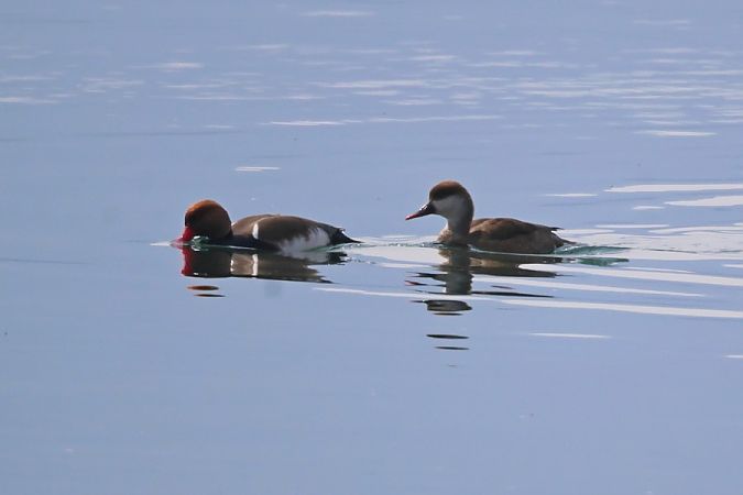 Fistione turco  - Giuseppe Colombo