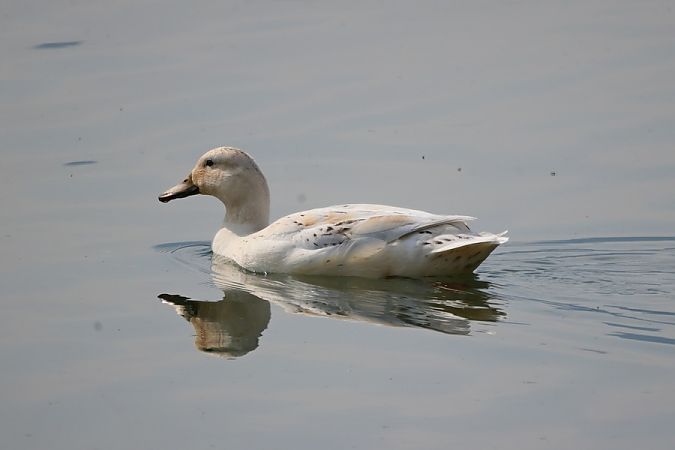 Canard domestique (origine non naturelle)  - Giuseppe Colombo