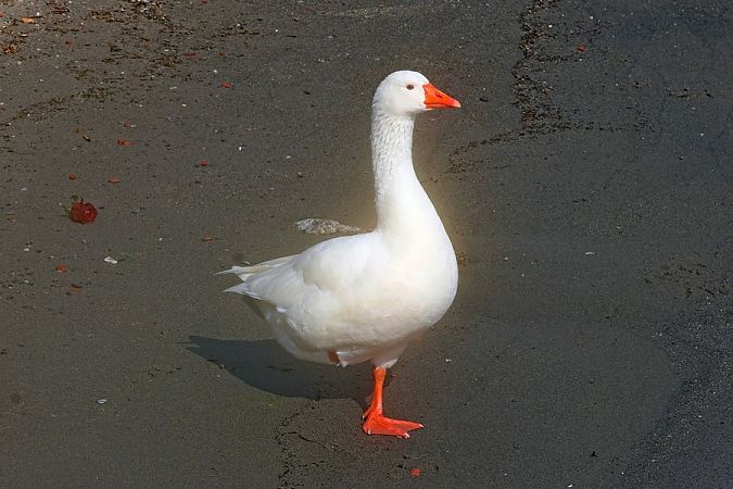 Oca domestica  - Giuseppe Colombo