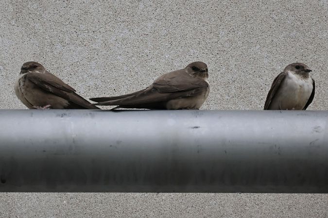 Rondine montana  - Giuseppe Colombo