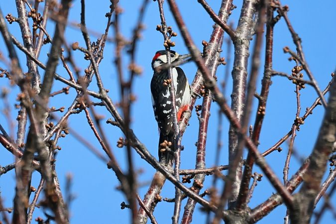 Picchio rosso maggiore  - Giuseppe Colombo