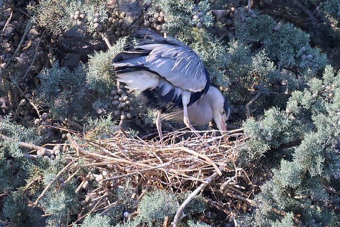 Airone cenerino  - Giuseppe Colombo