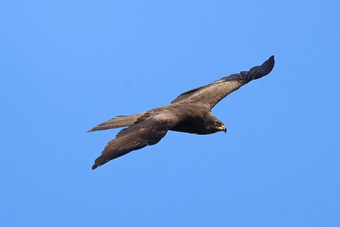 Nibbio bruno  - Giuseppe Colombo