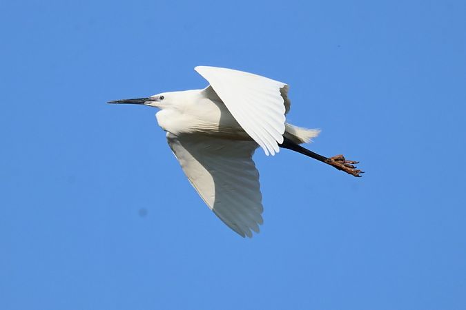 Garzetta  - Giuseppe Colombo