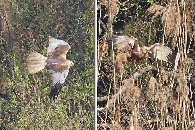 Falco di palude  - Giuseppe Colombo