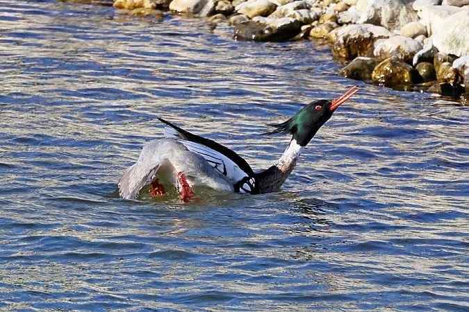 Smergo minore  - Giuseppe Colombo