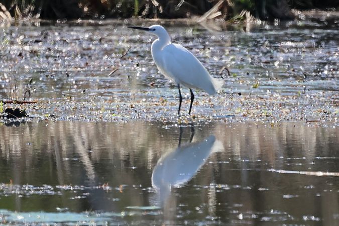 Garzetta  - Giuseppe Colombo