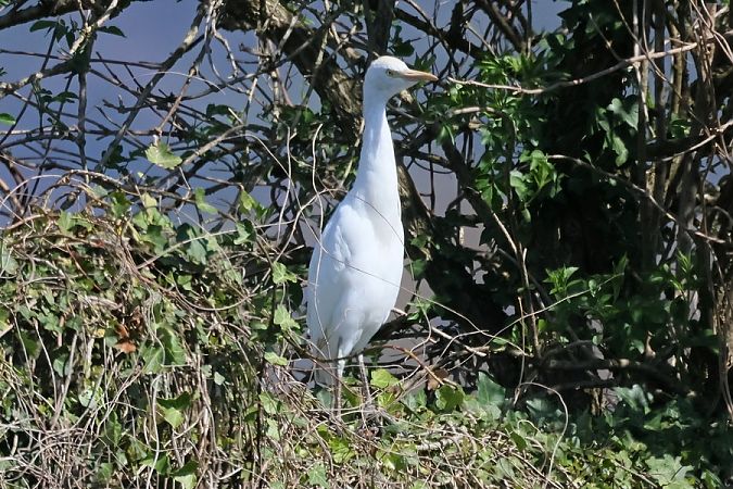 Airone guardabuoi  - Giuseppe Colombo