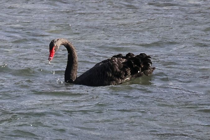 Cigno nero  - Giuseppe Colombo