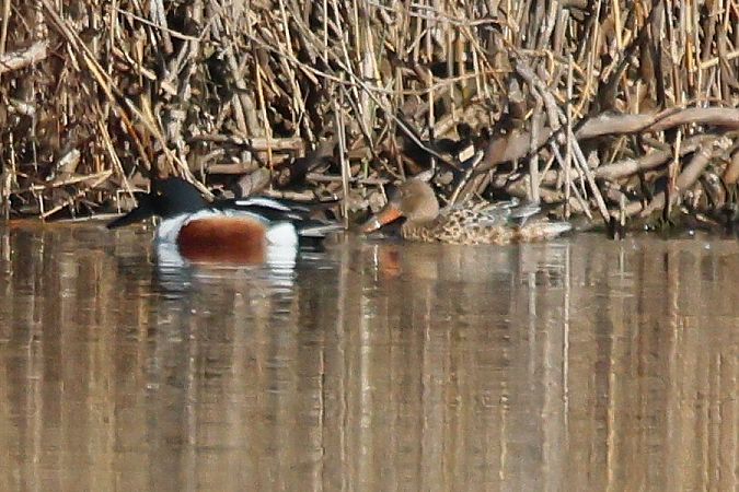 Mestolone  - Giuseppe Colombo