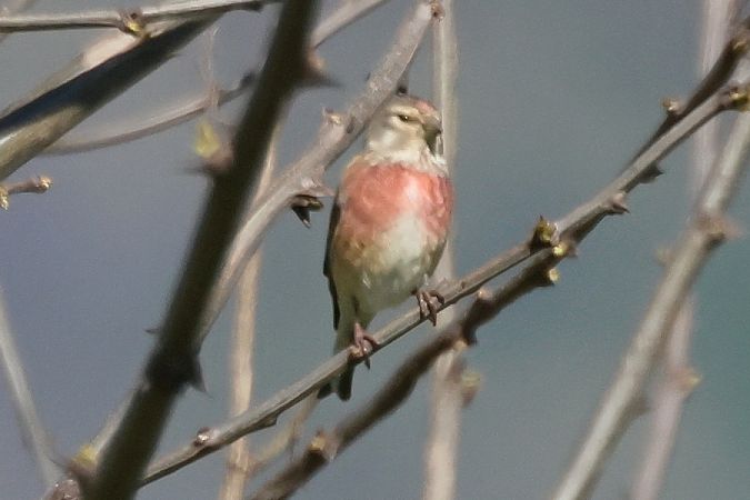 Fanello  - Giuseppe Colombo