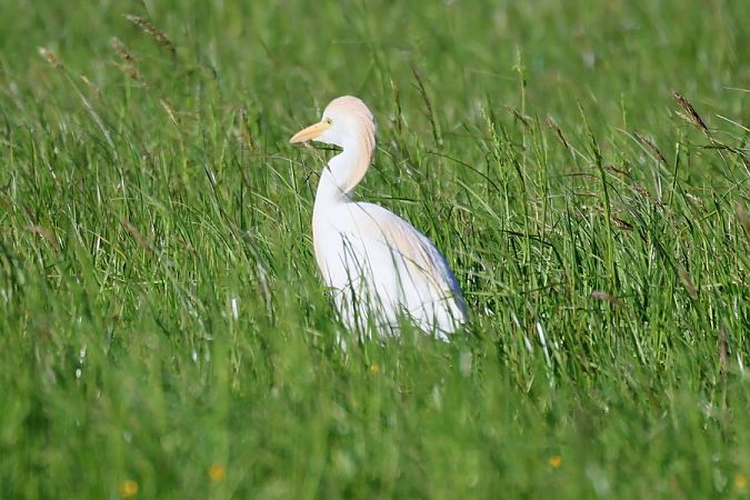 Airone guardabuoi  - Giuseppe Colombo