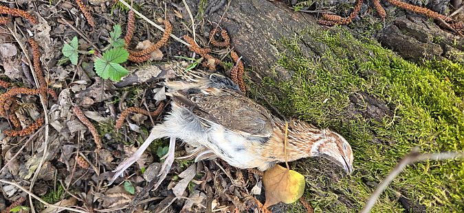 Quaglia  - Cesare Rovelli