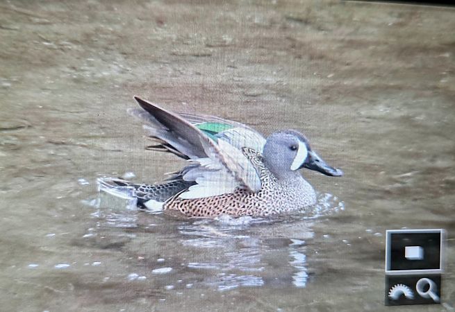 Marzaiola americana  - Cesare Rovelli