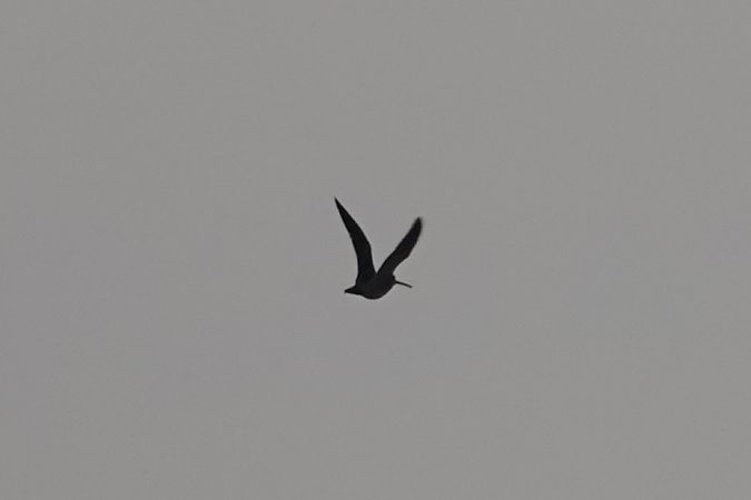 Beccaccino  - Andrea Angiari