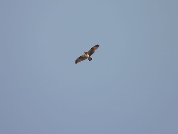 Falco pescatore  - Andrea Sorrentino