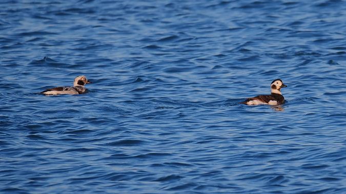 Moretta codona  - Dario Fabbri