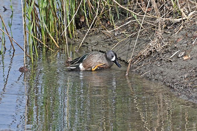 Marzaiola americana  - Alfio Sala
