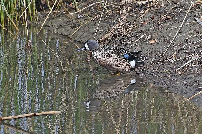 Marzaiola americana  - Alfio Sala