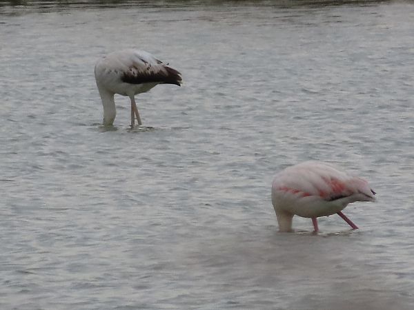 Fenicottero  - Enrico Catalano