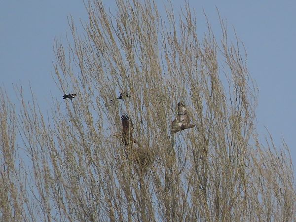 Poiana  - Enrico Catalano