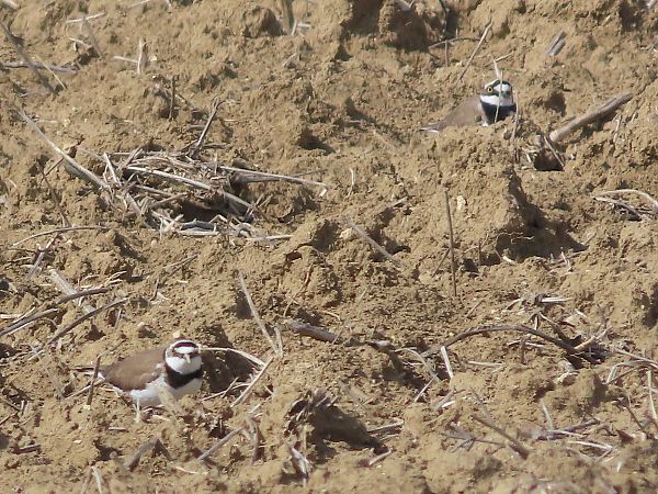 Corriere piccolo  - Enrico Catalano