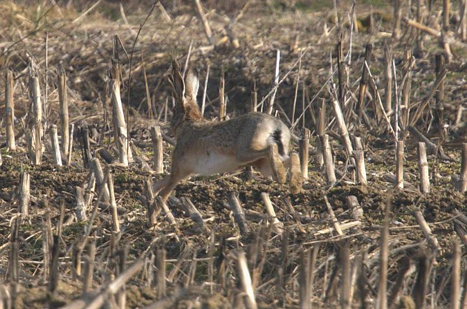 Lepre comune  - Giuseppe Speranza