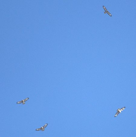 Poiana  - Giuseppe Speranza