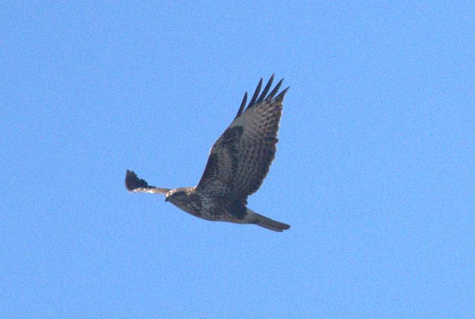 Poiana  - Giuseppe Speranza