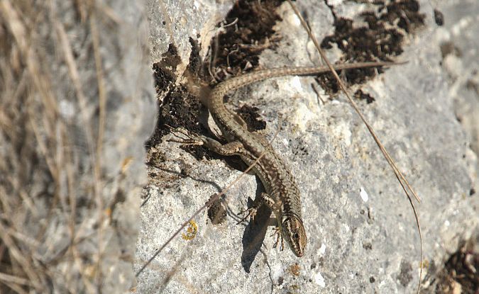 Lucertola muraiola  - Giuseppe Speranza