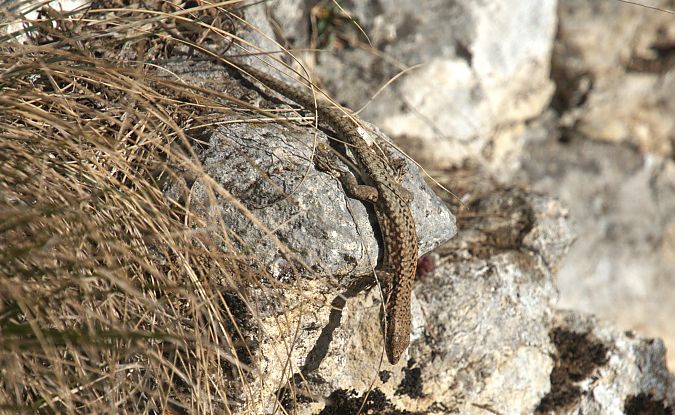 Lucertola muraiola  - Giuseppe Speranza