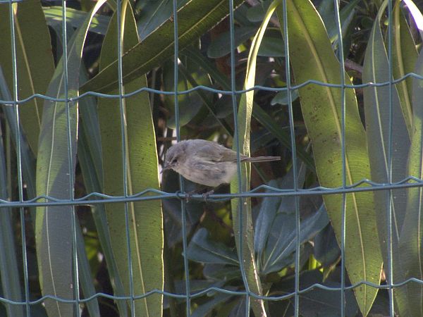 Luì siberiano  - Donatella Rottichieri
