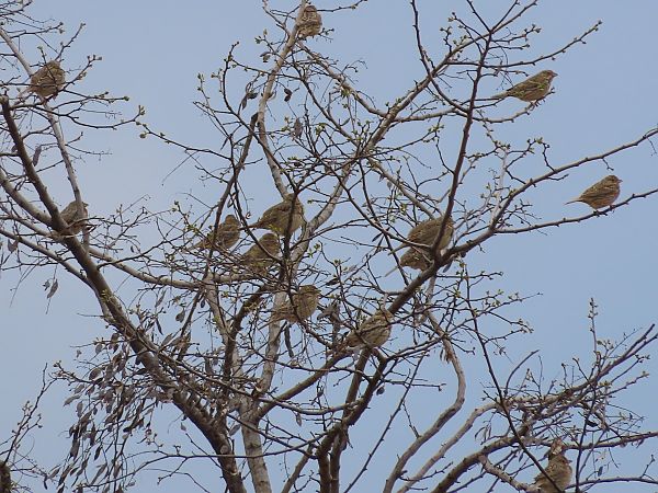 Strillozzo  - Donatella Rottichieri
